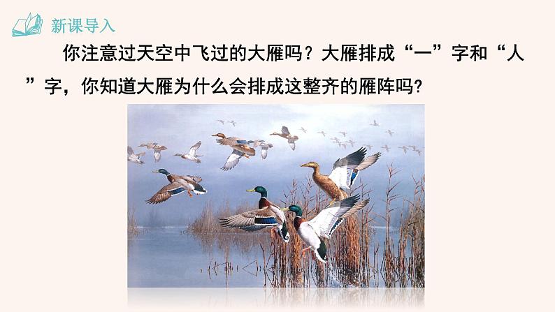 八年级语文下册（统编）第二单元 7 大雁归来课件第3页