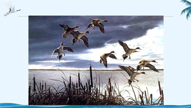 7《大雁归来》课件03