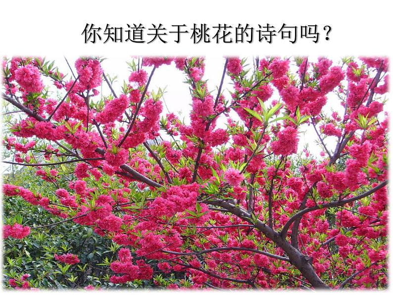 一棵小桃树（课件+朗读）01