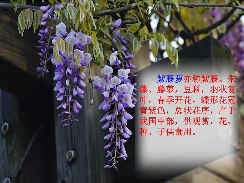 人教部编版语文课件《紫藤萝瀑布》06