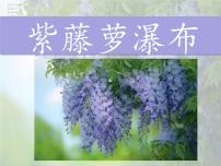 人教部编版七年级下册18 紫藤萝瀑布教学课件ppt