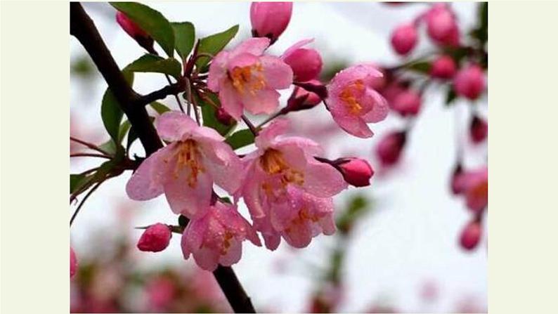 部编版语文七年级下册18.《紫藤萝瀑布》课件（38张PPT）04