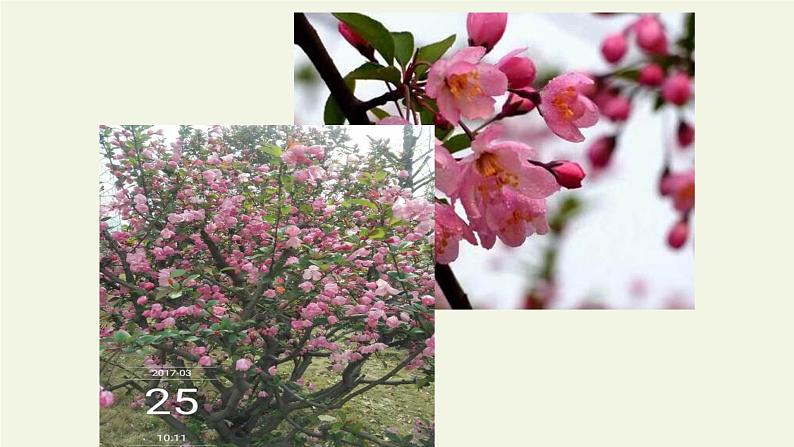 部编版语文七年级下册18.《紫藤萝瀑布》课件（38张PPT）05