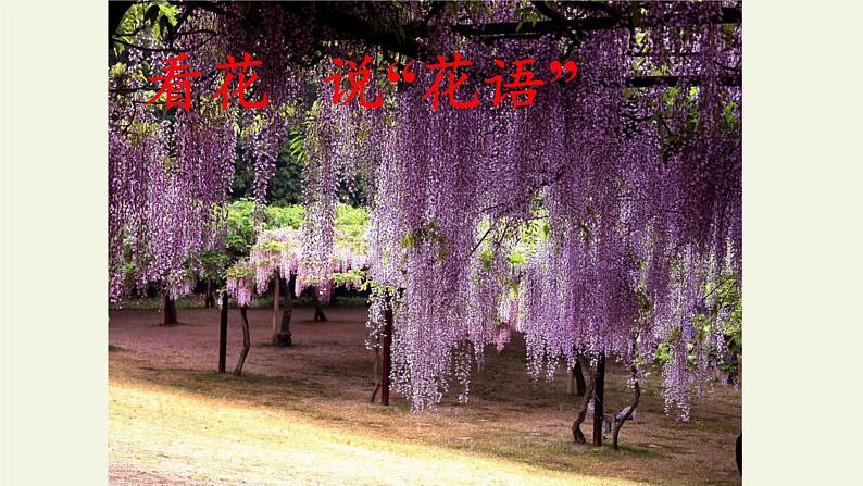 部编版语文七年级下册18.《紫藤萝瀑布》课件（38张PPT）08