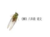 人教部编版八年级语文上册第二十课蝉 精品课件