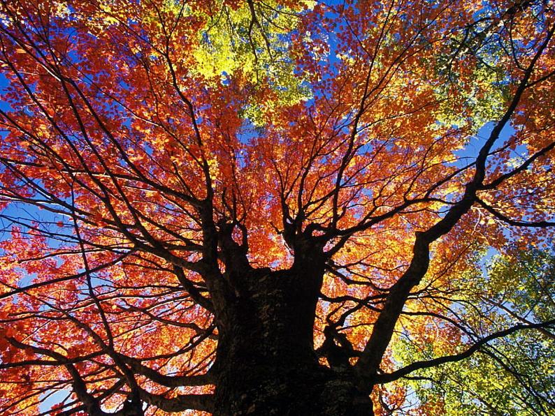 课外古诗词诵读：秋词1 课件03