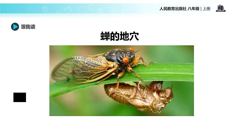 【教学课件】《蝉》（语文人教八上）07