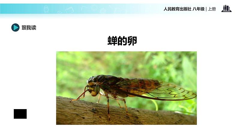 【教学课件】《蝉》（语文人教八上）08