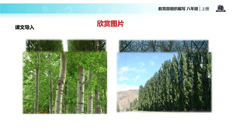 【教学课件】《白杨礼赞》（部编）02