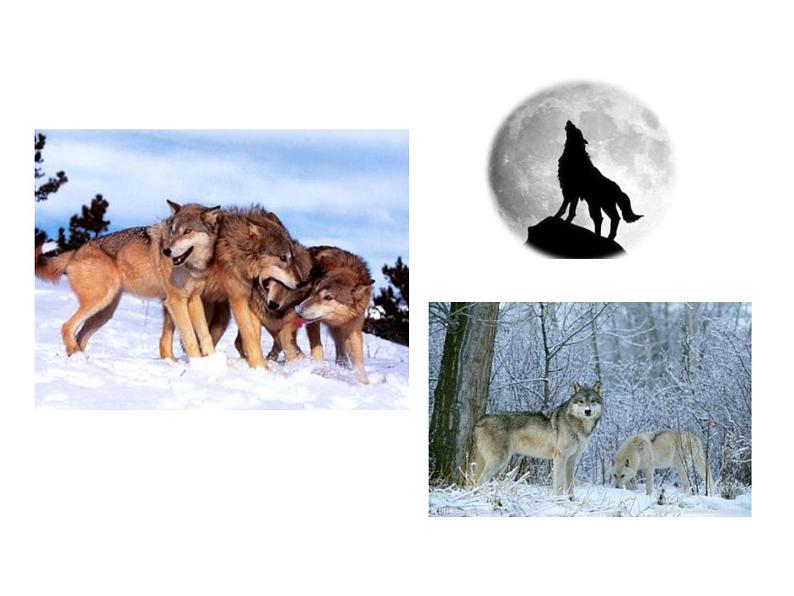 18《 狼》PPT课件    初中 / 语文 / 人教部编版 / 七年级上册 / 第五单元 /04