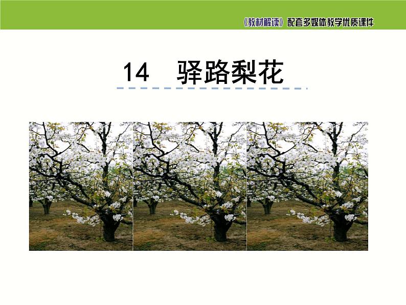 七年级语文下册同步课件14：驿路梨花第2页