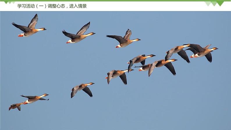 07《大雁归来》（课件+思维导图+音视频素材）-2020-2021学年八年级语文下册 同步课件(部编版)06
