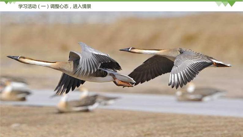 07《大雁归来》（课件+思维导图+音视频素材）-2020-2021学年八年级语文下册 同步课件(部编版)07