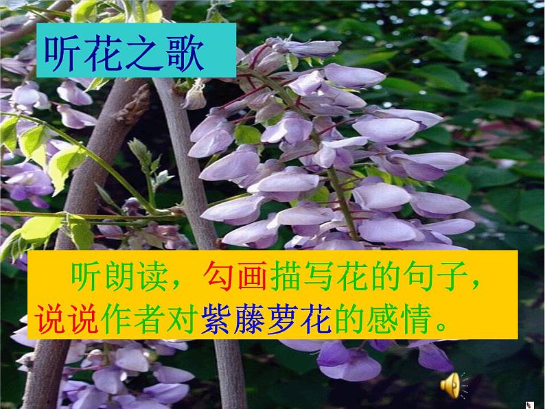 紫藤萝瀑布优质课件第2页