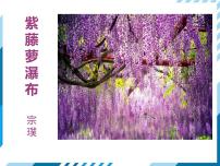 语文七年级下册第五单元18 紫藤萝瀑布课前预习课件ppt