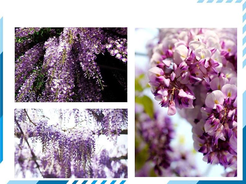 部编版七年级下册语文第5单元《17 紫藤萝瀑布》课件（共31张PPT）已改第2页