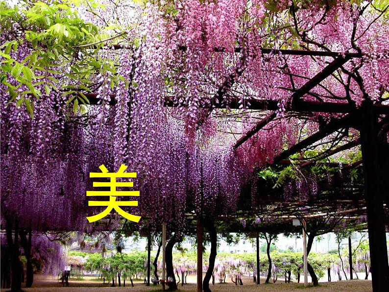 部编版语文七年级下册第18课《紫藤萝瀑布》课件（共19张PPT）第3页