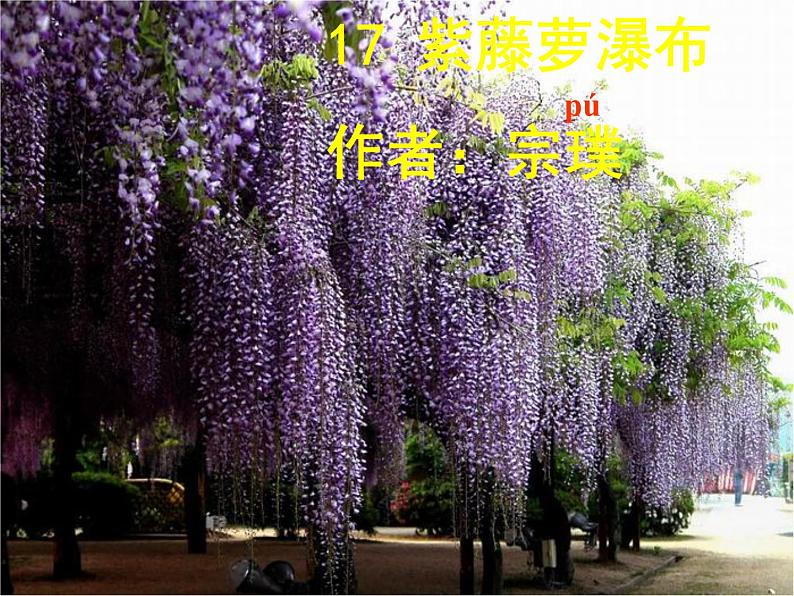 部编版语文七年级下册第18课《紫藤萝瀑布》课件（共19张PPT）第4页