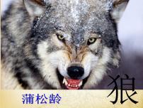 人教部编版七年级上册第五单元18 狼评课ppt课件