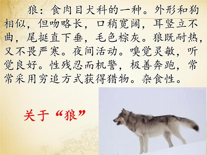 《狼》（ppt课件+教案+视频资料）04