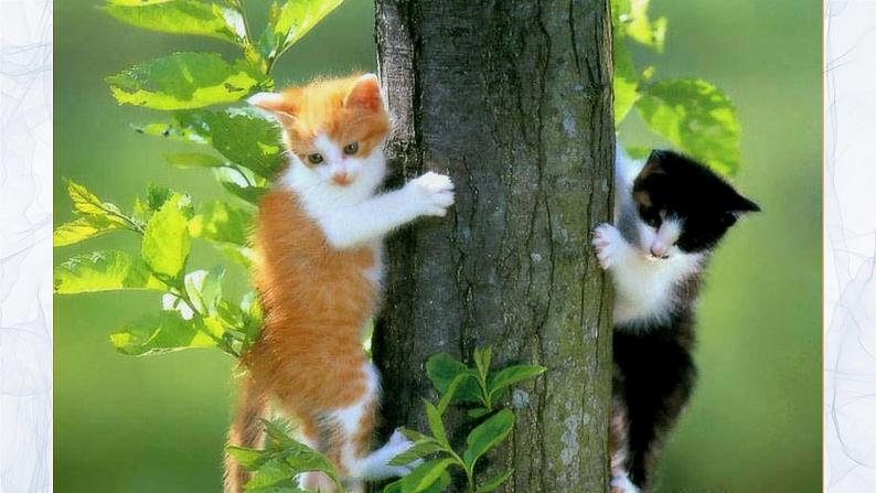 《猫》（ppt课件+教学案）01