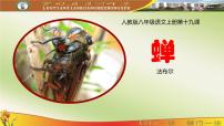 初中语文19* 蝉教案配套ppt课件