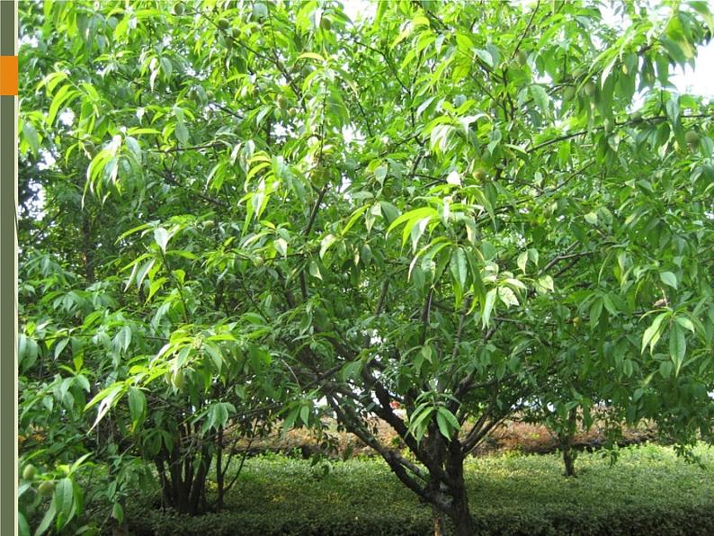 2020—2021学年部编版语文七年级下册第19课《一棵小桃树》课件（共22张PPT）第6页