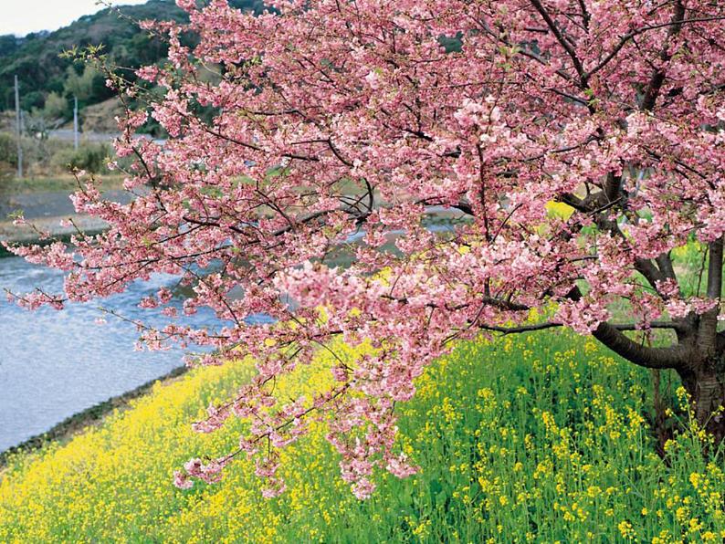 2020—2021学年部编版语文七年级下册第19课《一棵小桃树》课件（共22张PPT）第7页