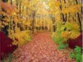 2020-2021学年部编版语文七年级下册第20课《未选择的路》课件（共17张PPT）