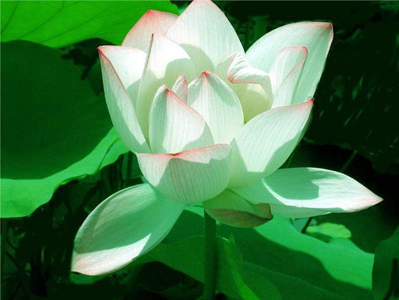 2020-2021学年部编版语文七年级下册17《  爱    莲    说》 课件（35张PPT）第2页