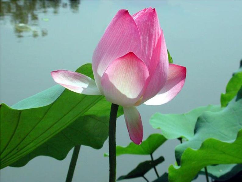 2020-2021学年部编版语文七年级下册17《  爱    莲    说》 课件（35张PPT）第3页