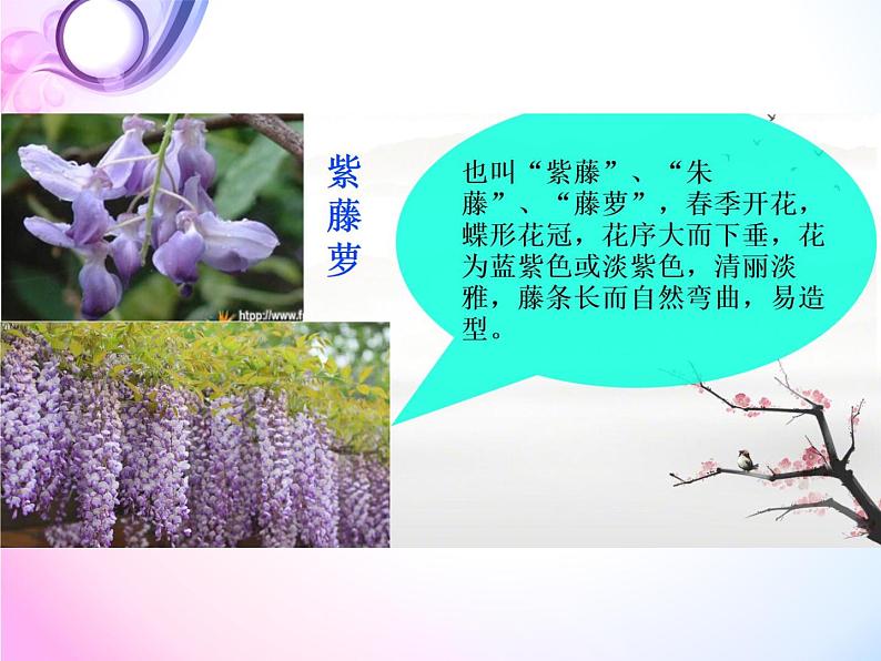 部编版语文七年级下册第18课《紫藤萝瀑布》课件（共22张PPT）第3页