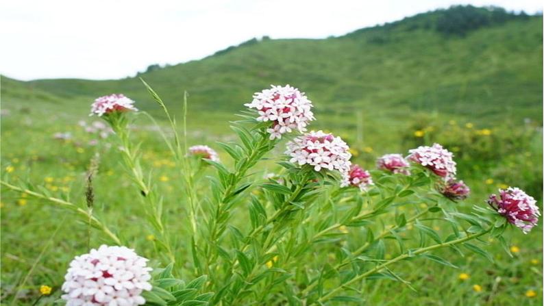 部编版人教版七年级语文下册《23带上她的眼睛》教学课件精品PPT初一优秀课堂课件02