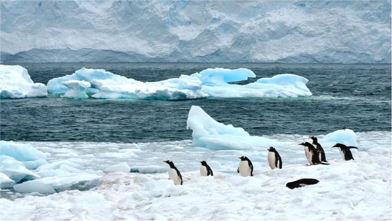 部编版人教版七年级语文下册《伟大的悲剧》教学课件精品PPT初一优秀课堂课件02