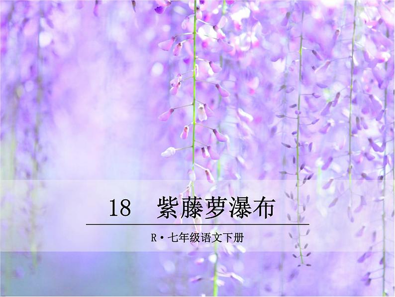 18  紫藤萝瀑布第1页