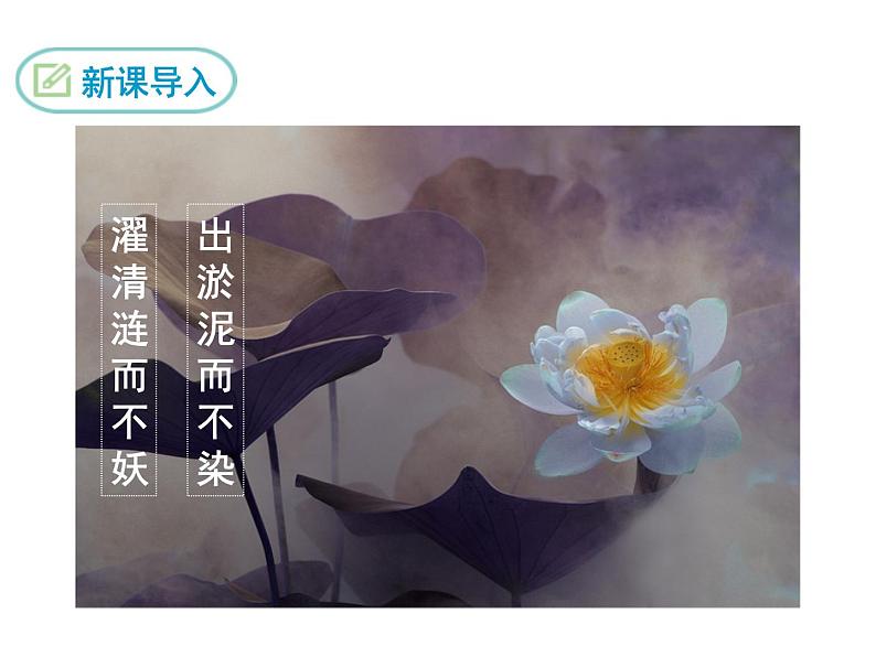 18  紫藤萝瀑布第3页