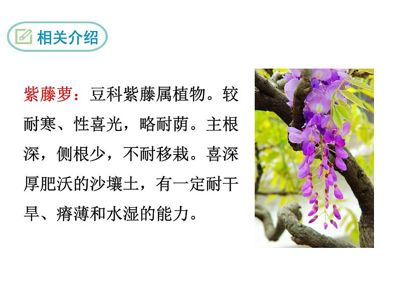 18  紫藤萝瀑布第8页