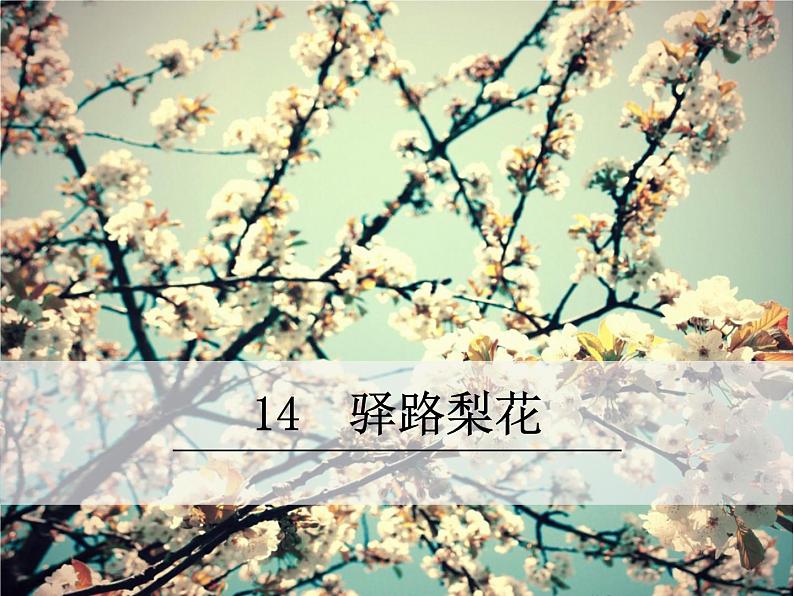 15驿路梨花第1页