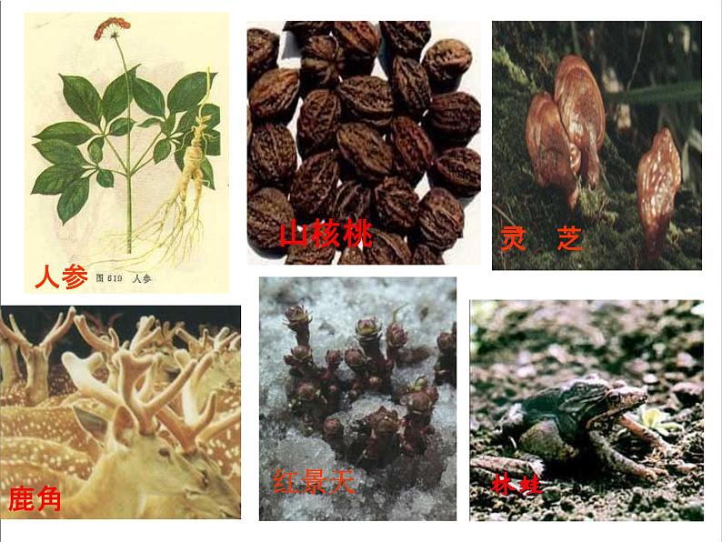人教部编版七年级语文下册《土地的誓言》精品教学课件PPT初一优秀公开课708