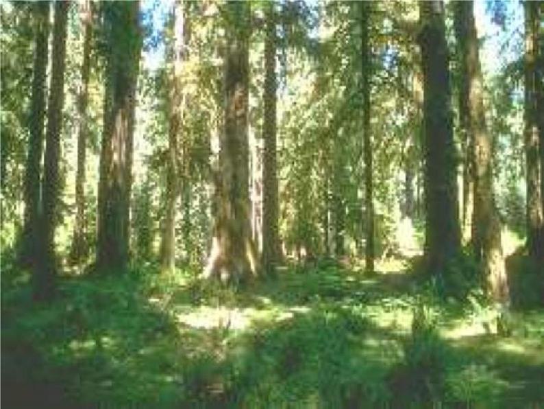 人教部编版七年级语文下册《土地的誓言》精品教学课件PPT初一优秀公开课503