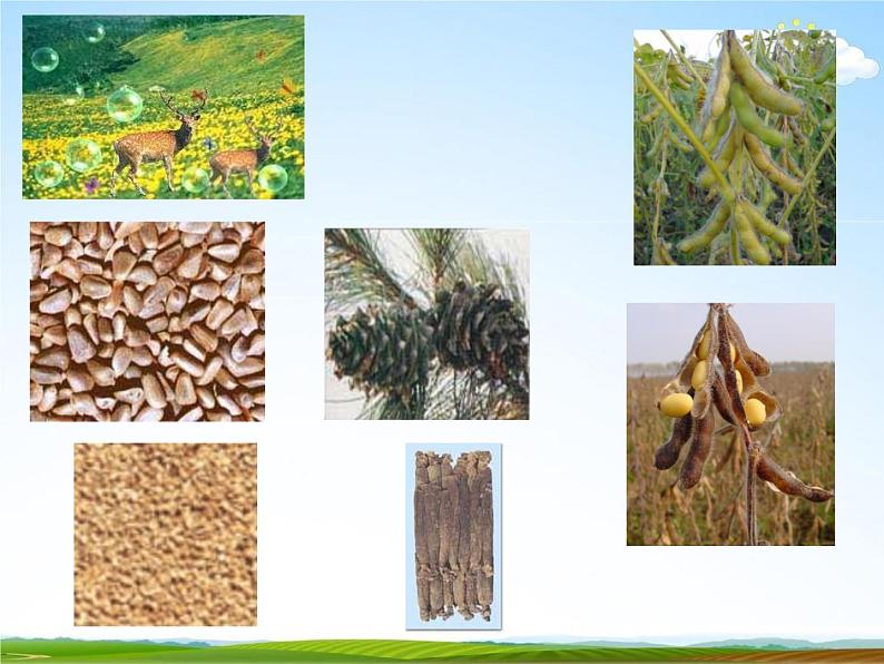 人教部编版七年级语文下册《土地的誓言》精品教学课件PPT初一优秀公开课507