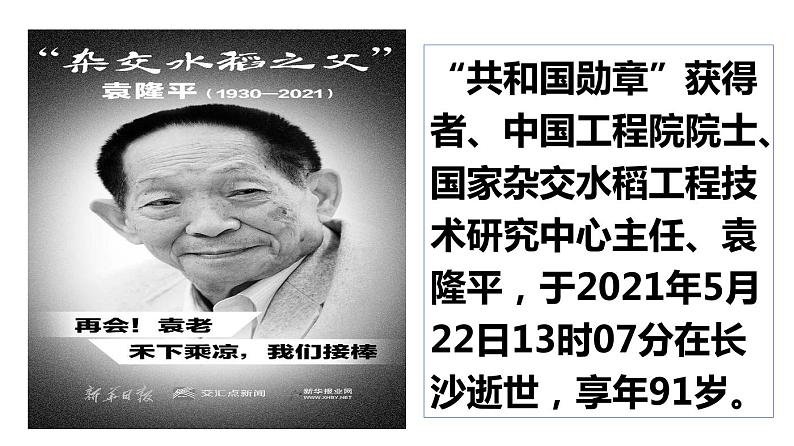 禾下乘凉梦，送别袁隆平 课件03