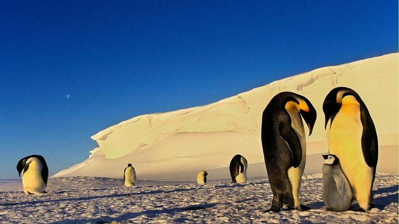 人教版语文七年级下册第六单元22《伟大的悲剧》课件PPT07