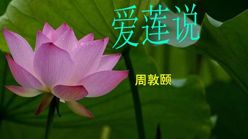 人教版语文七年级下册第四单元17《短文两篇—爱莲说》课件PPT01