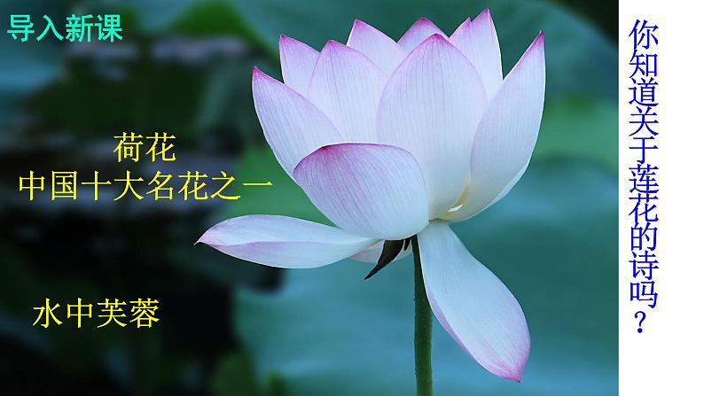 人教版语文七年级下册第四单元17《短文两篇—爱莲说》课件PPT02