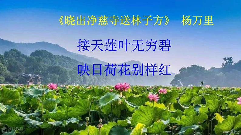 人教版语文七年级下册第四单元17《短文两篇—爱莲说》课件PPT04