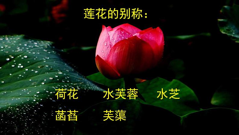 人教版语文七年级下册第四单元17《短文两篇—爱莲说》课件PPT07