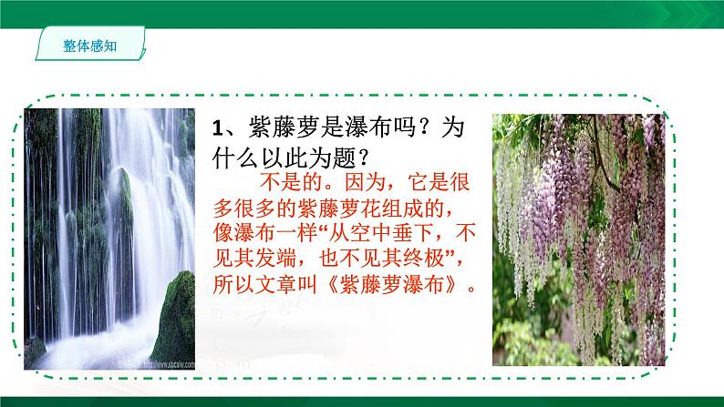 人教版语文七年级下册第五单元18《紫藤萝瀑布》课件PPT第8页