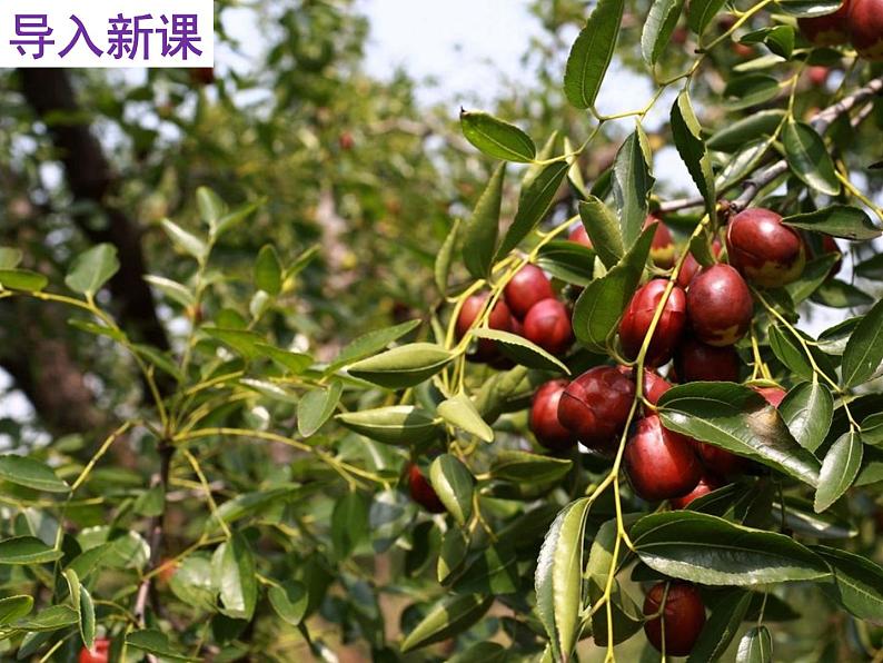 人教版语文九年级下册第五单元19《枣儿》课件PPT01