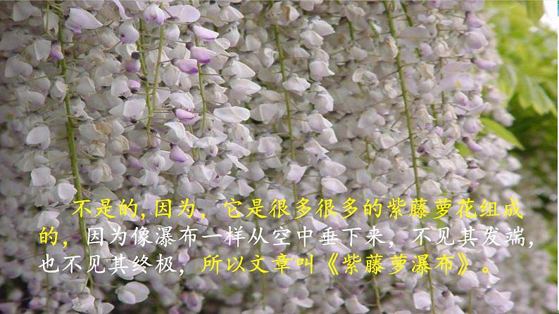 【部编版】七年级下册语文 18《紫藤萝瀑布》（课件+教案+说课稿+素材）05